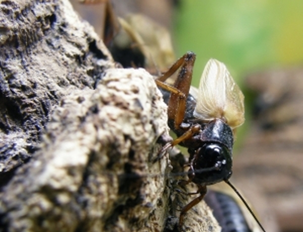 Article : Le grillon du voisin et moi