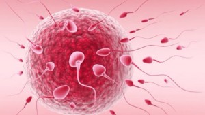Article : L’infertilité féminine