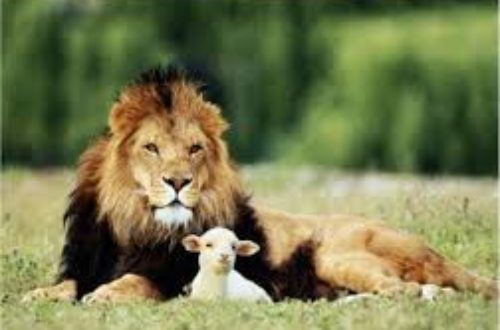 Article : Le lion et l’agneau